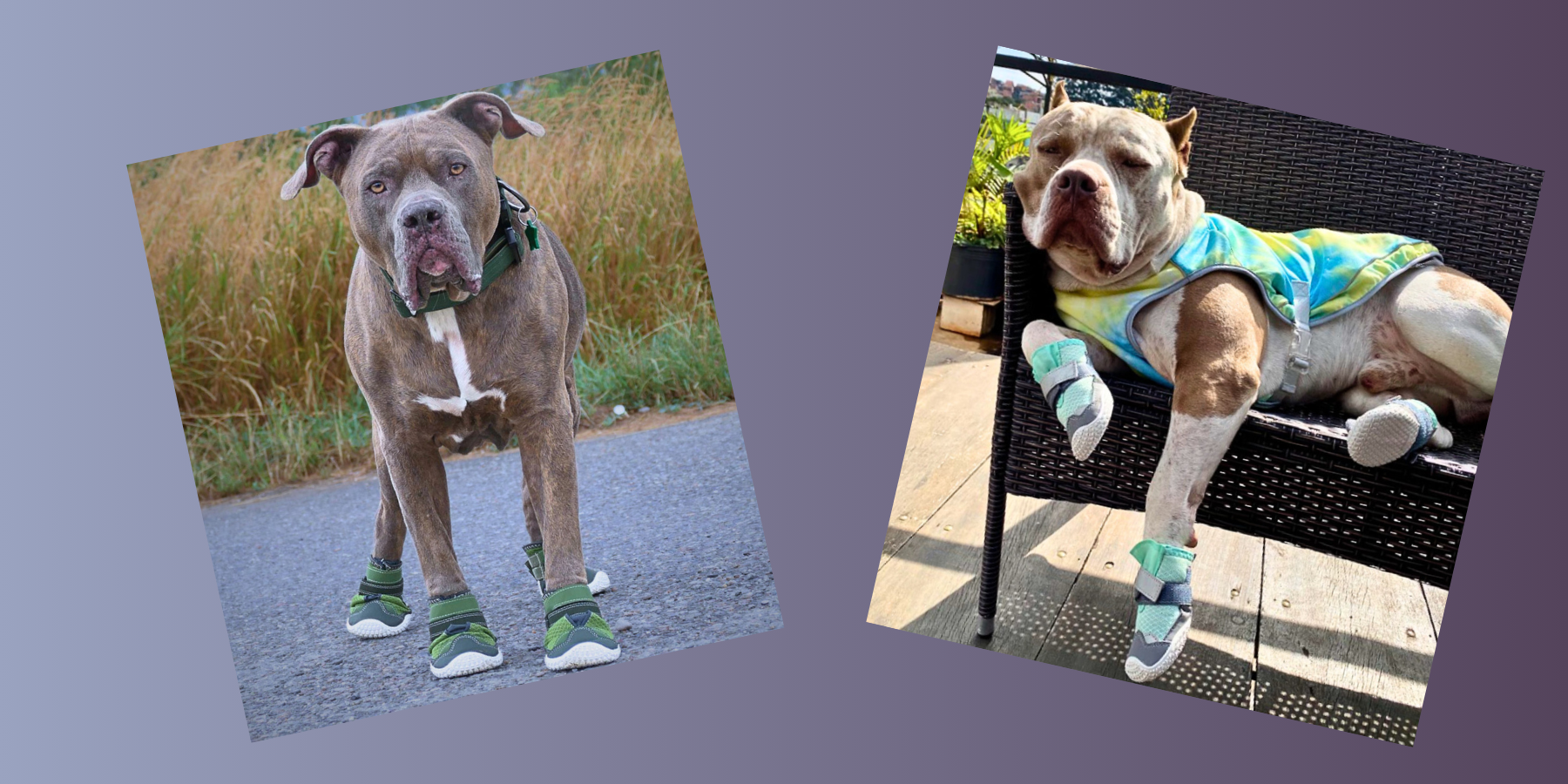 Dog shoes discount pitbull
