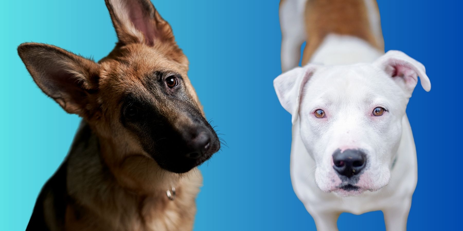 Cross breed between pitbull and best sale german shepherd