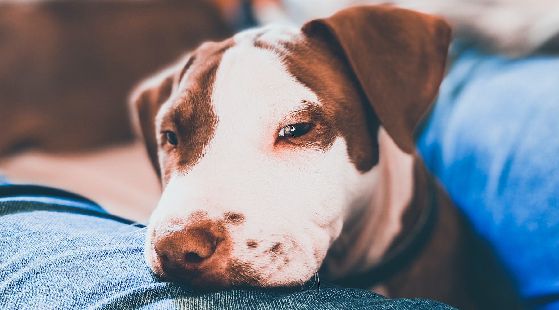 Are Pitbulls Good Apartment Dogs? SPARK PAWS