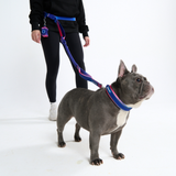 Snow Cone Neoprene Leash