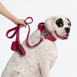 Comfort Control Collar Set - Fuchsia Camo