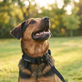 Black Collar||size:XS,S,M,L