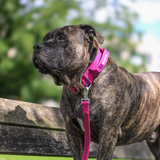 Fuchsia Camo Collar
