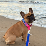 Snow Cone Martingale Collar||size:A,B,C,D,E