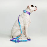 Comfort Control Collar Set - 90s Retro