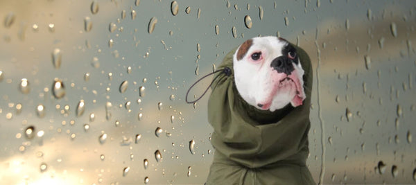 Are My Dogs Going to Be Okay in the Rain?