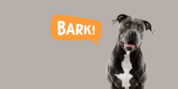 Do Pit Bulls Bark a Lot?