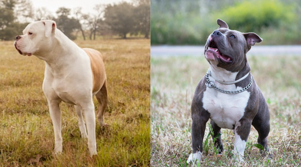 American Bulldog vs. Pitbull - Breed comparison