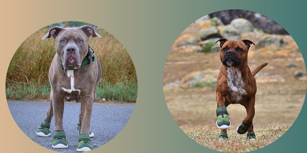 Dog Running Shoes: The Perfect Fit for Your Pup's Active Lifestyle