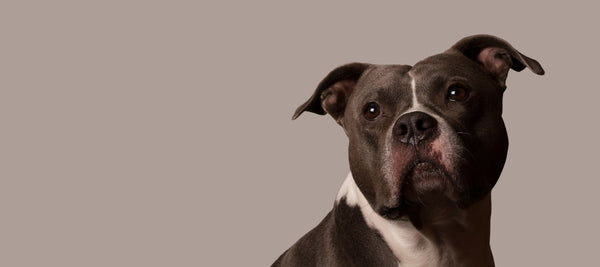 Why Pit Bulls Are Not Dangerous