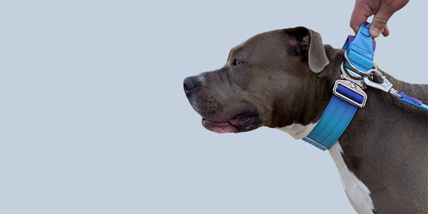 Are Pit Bulls Easy To Train?