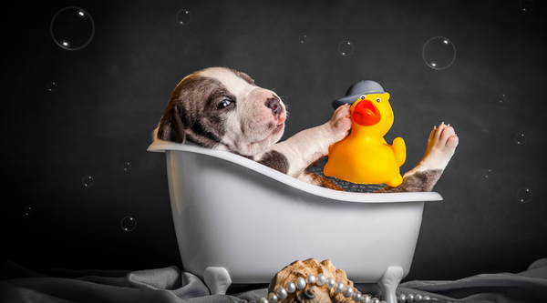 How Often Should You Bathe a Pit Bull and 3 Useful Tips