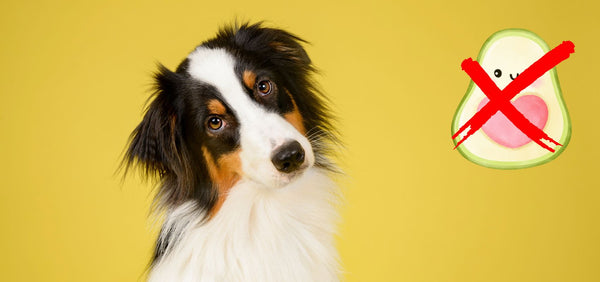 Can Dogs Eat Avocado? Why the Answer Isn’t So Simple