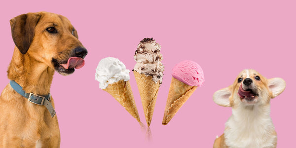 How to Make Homemade Ice Cream for Dogs