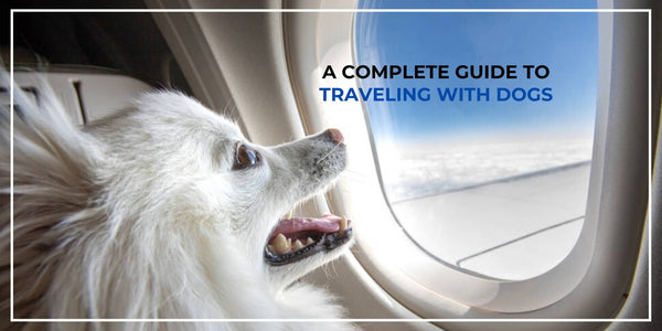 Traveling With Dogs - Everything You Need to Know
