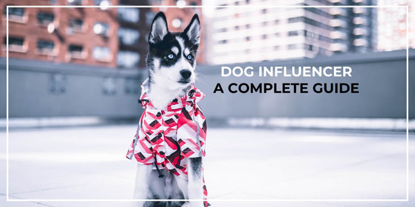 Dog Influencer Guide: Turn Your Dog Into The Next Social Media Superstar!