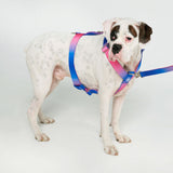 Snow Cone Harness