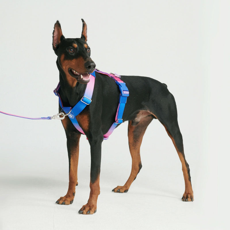 Snow Cone Harness