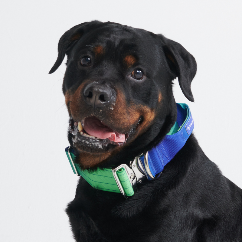 Comfort Control Collar - Lime Wave