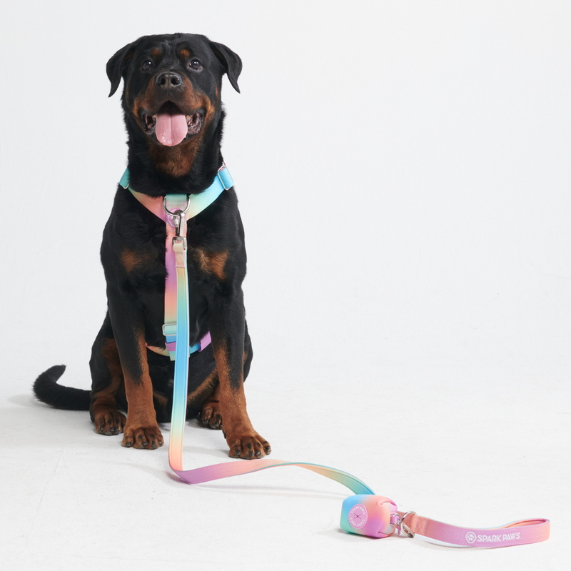 Comfort Control No-Pull Dog Harness Set - Pastel Icing