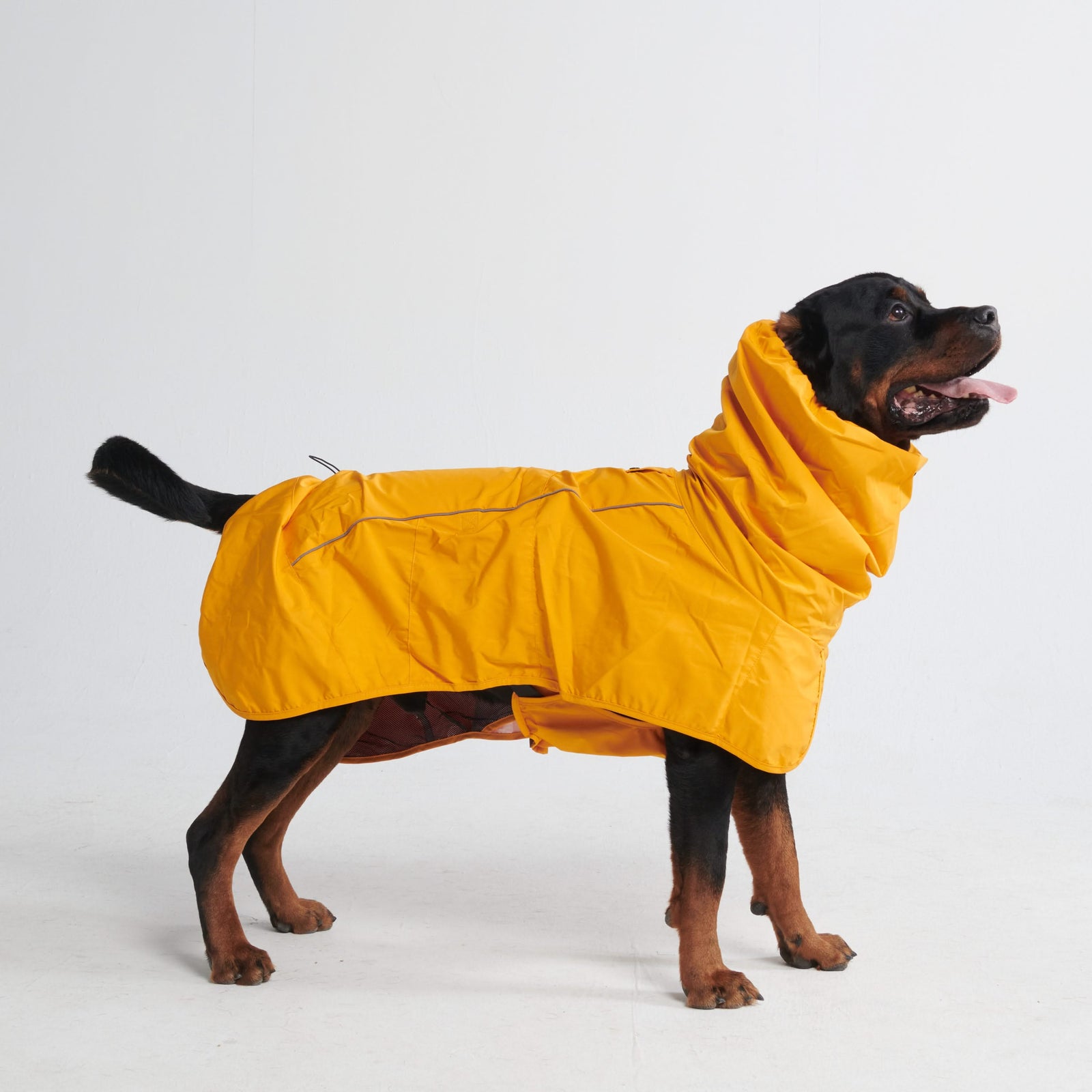 Rain dog coats 2025