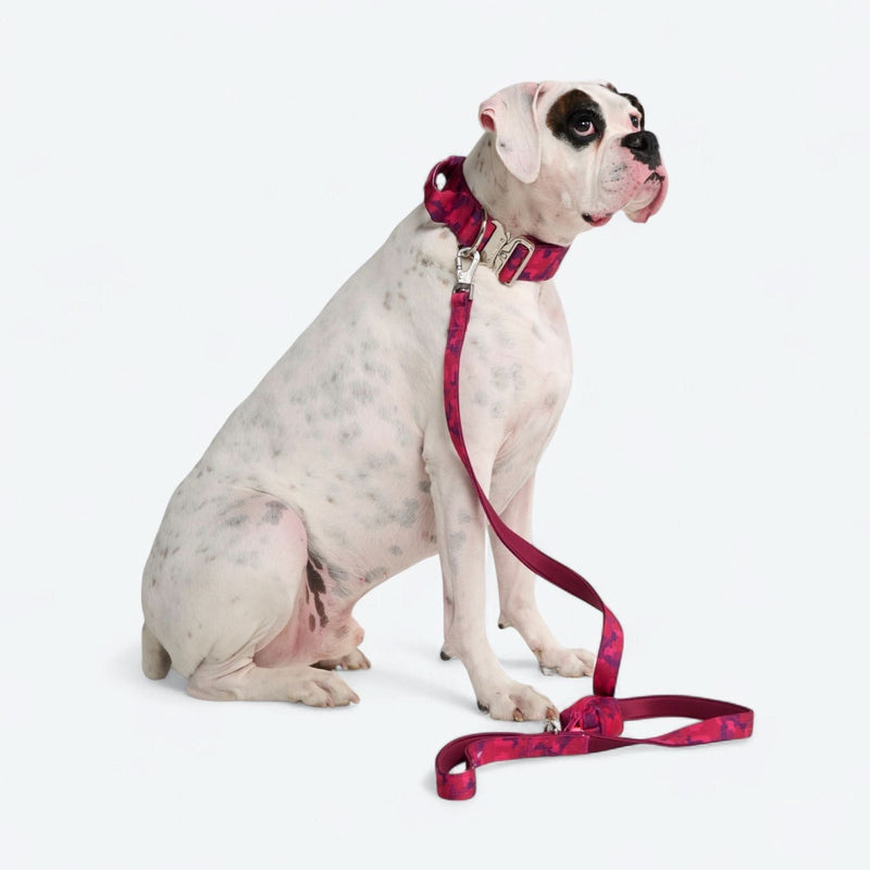 Fuchsia Camo Collar