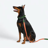 Green Orange Collar