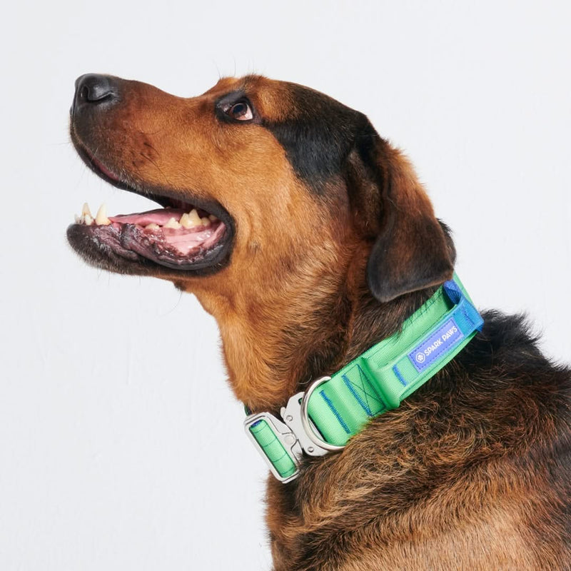 Comfort Control Collar - Lime Wave