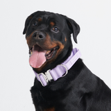 Comfort Control Collar Set - Lilac