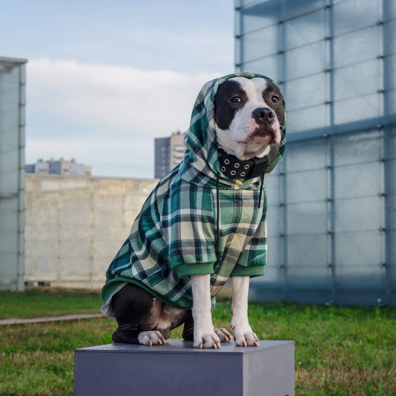 Green Plaid Dog Hoodie