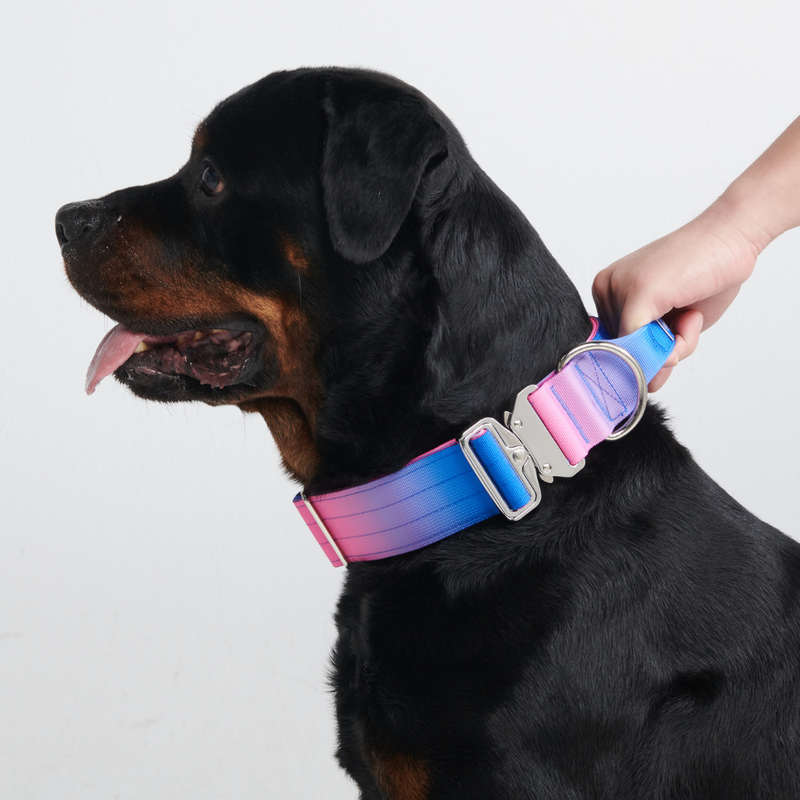 Comfort Control Collar Set - Snow Cone