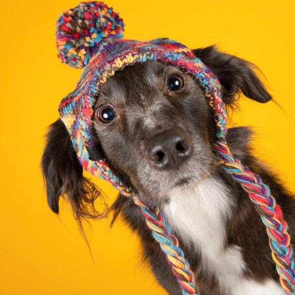Knit Pom Pom Dog Beanie Hat - Kaleidoscope