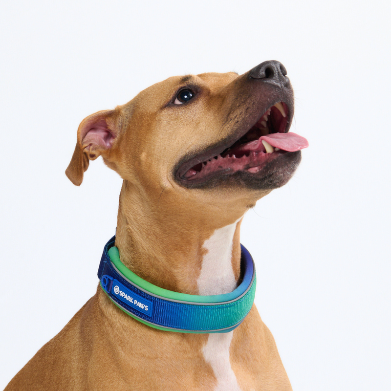Lime Wave Martingale Collar||size:C,D,E