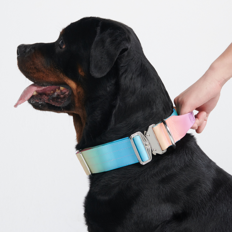 Comfort Control Collar Set - Pastel Icing