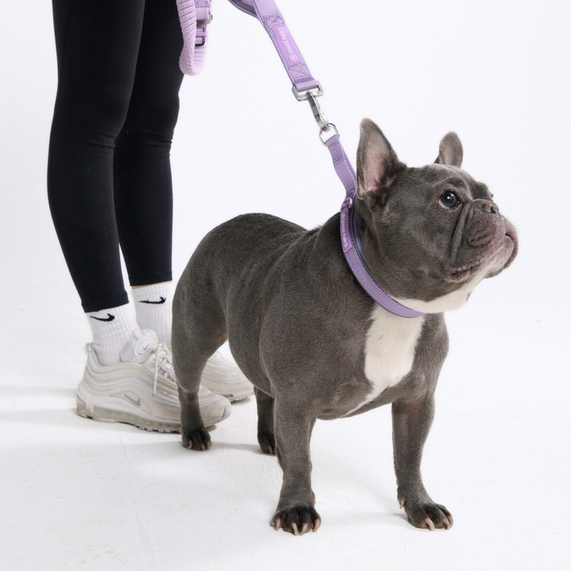 Multipurpose Seatbelt Handsfree Leash & Poop Bag Holder Set - Lilac