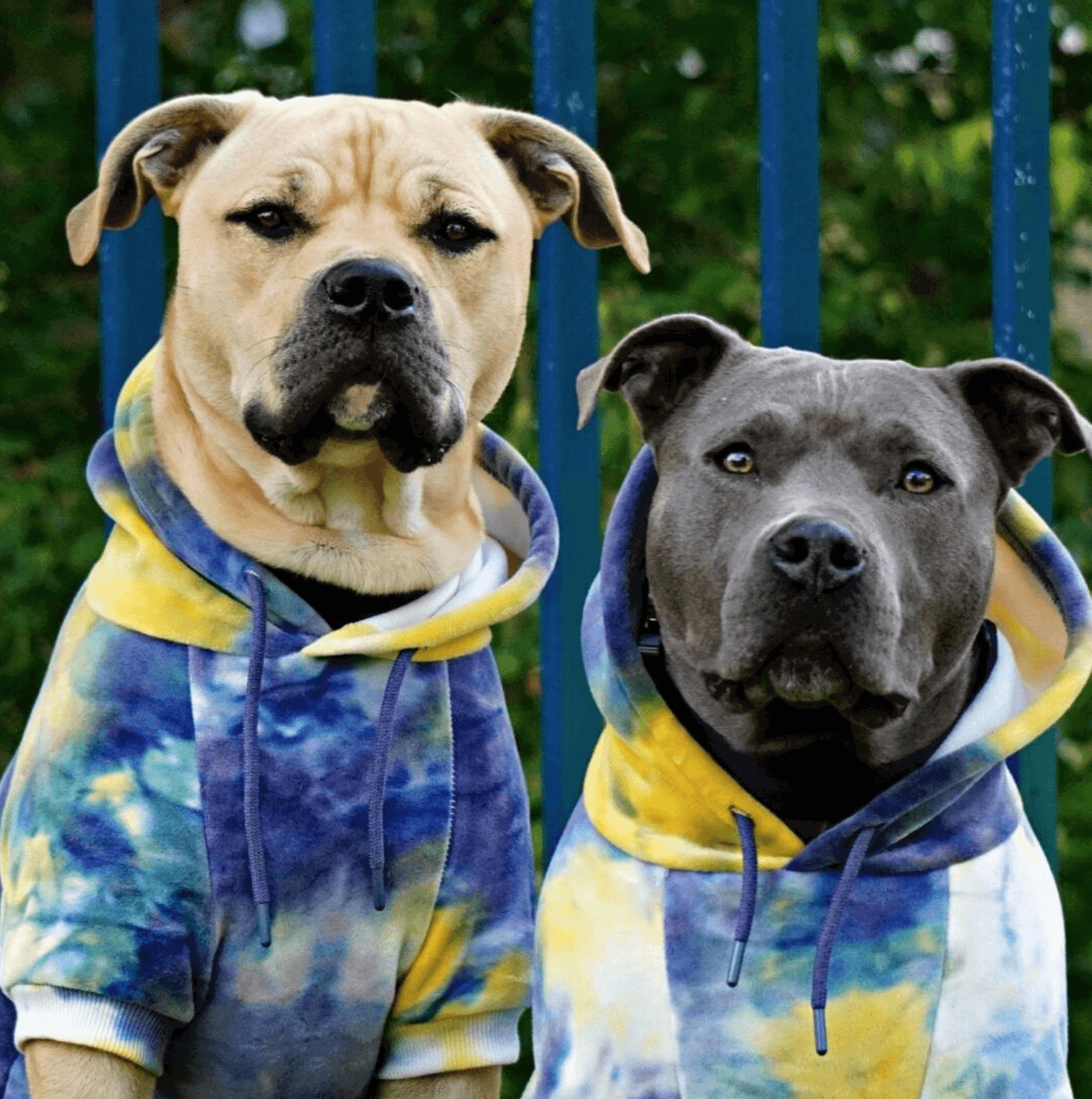 Pitbull puppy clothes online