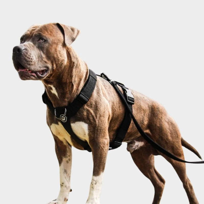 Comfort Control No Pull Dog Harness Set Black SPARK PAWS