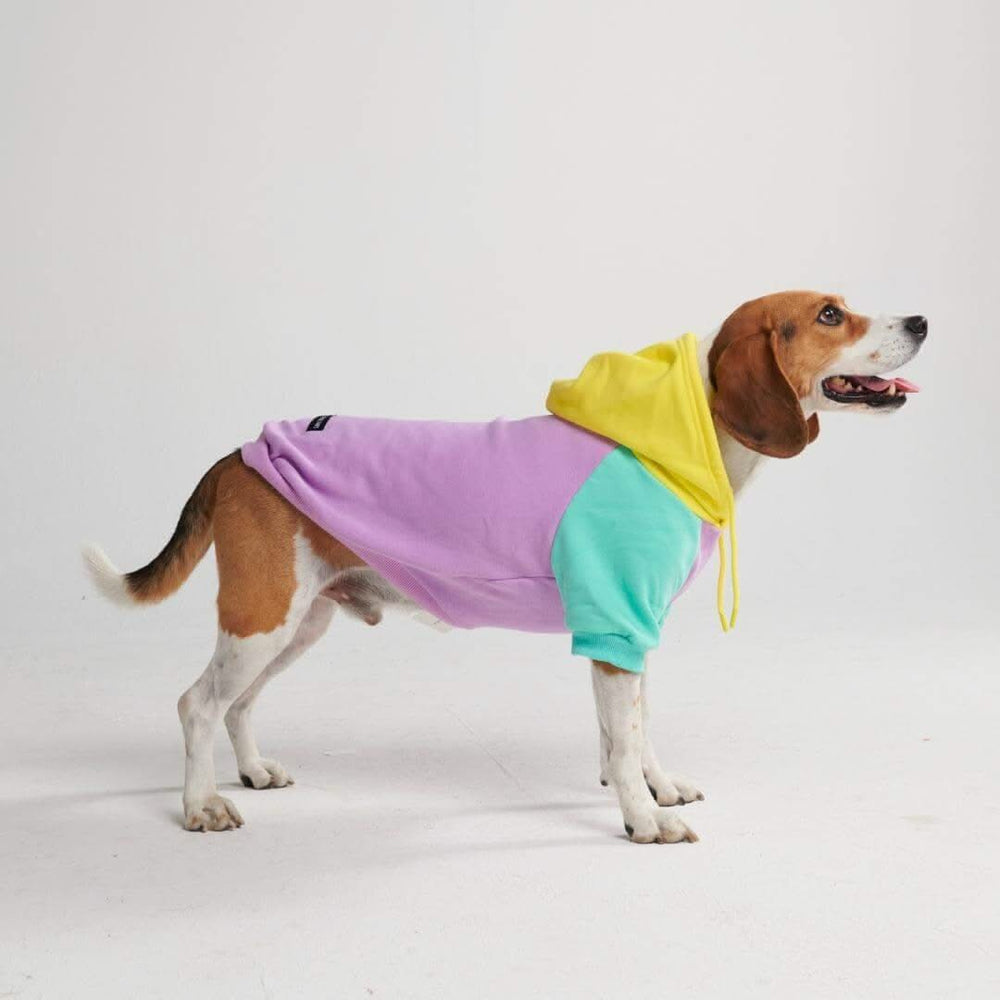 Teddy fresh dog hoodie hotsell