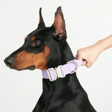 Comfort Control Collar - Lilac