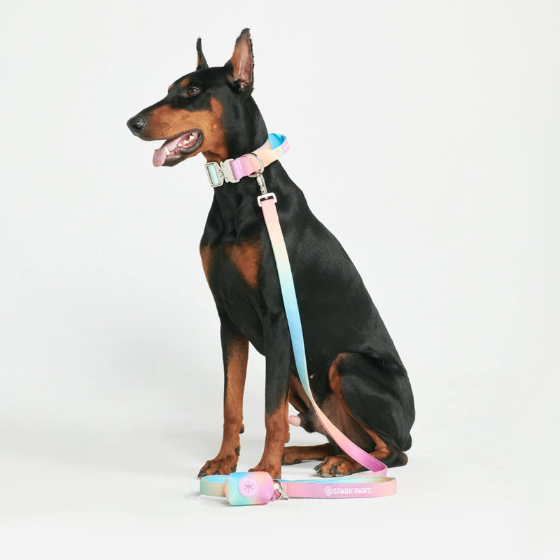 Comfort Control Collar Set - Pastel Icing