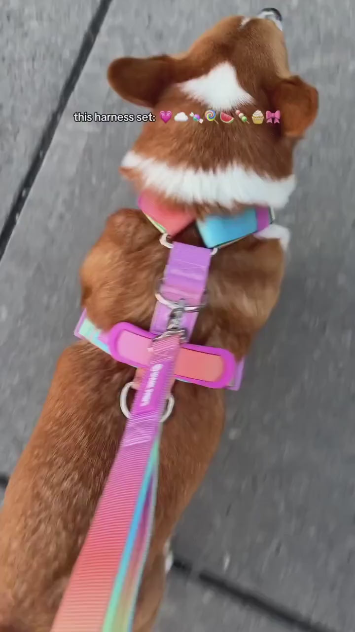 Loved By 2M+ Dogs