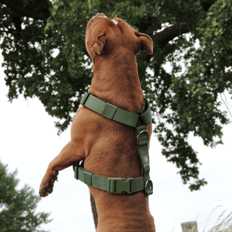 Comfort Control No-Pull Dog Harness Set - Army Green