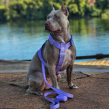 Comfort Control No-Pull Dog Harness - Lilac