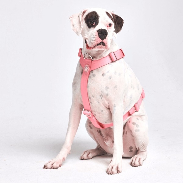 Comfort Control No-Pull Dog Harness - Pink
