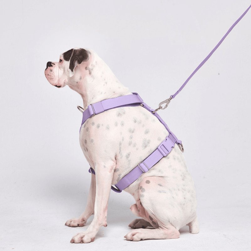 Comfort Control No-Pull Dog Harness - Lilac