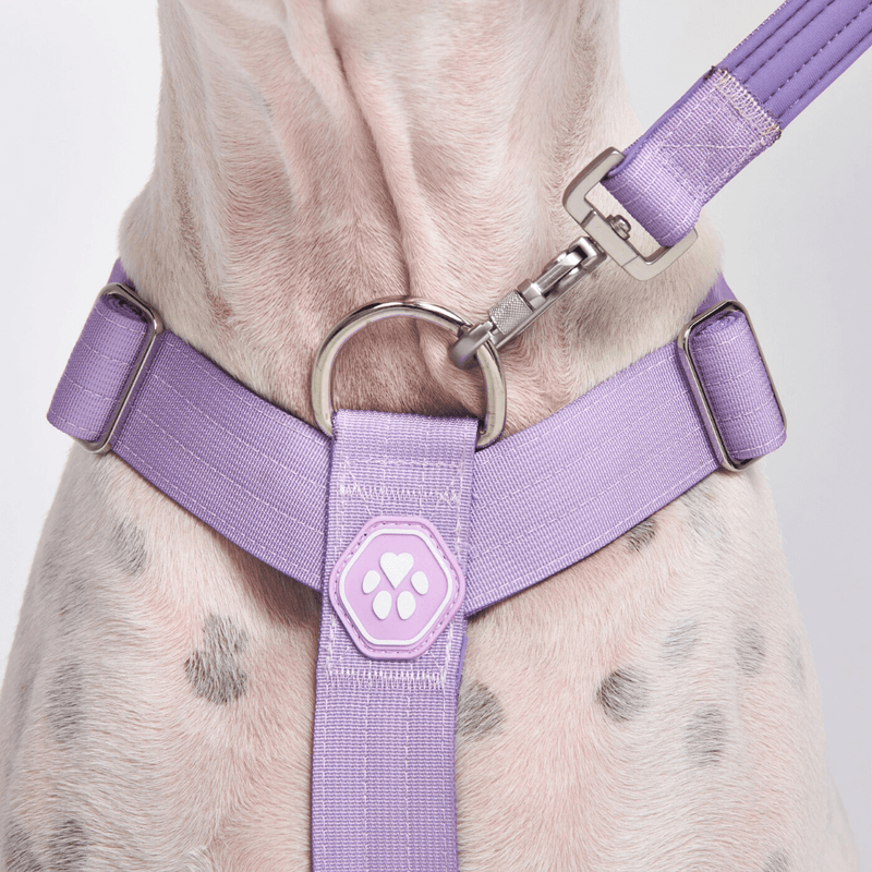 Comfort Control No-Pull Dog Harness Set - Lilac