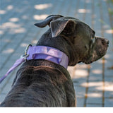 Comfort Control Collar - Lilac