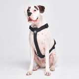 Comfort Control No-Pull Dog Harness Set - Black