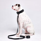 Comfort Control Collar Set - Black