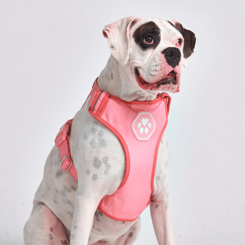 Comfort Control Harness - Pink- [SIZE S] dogs up to 20kg/45lb